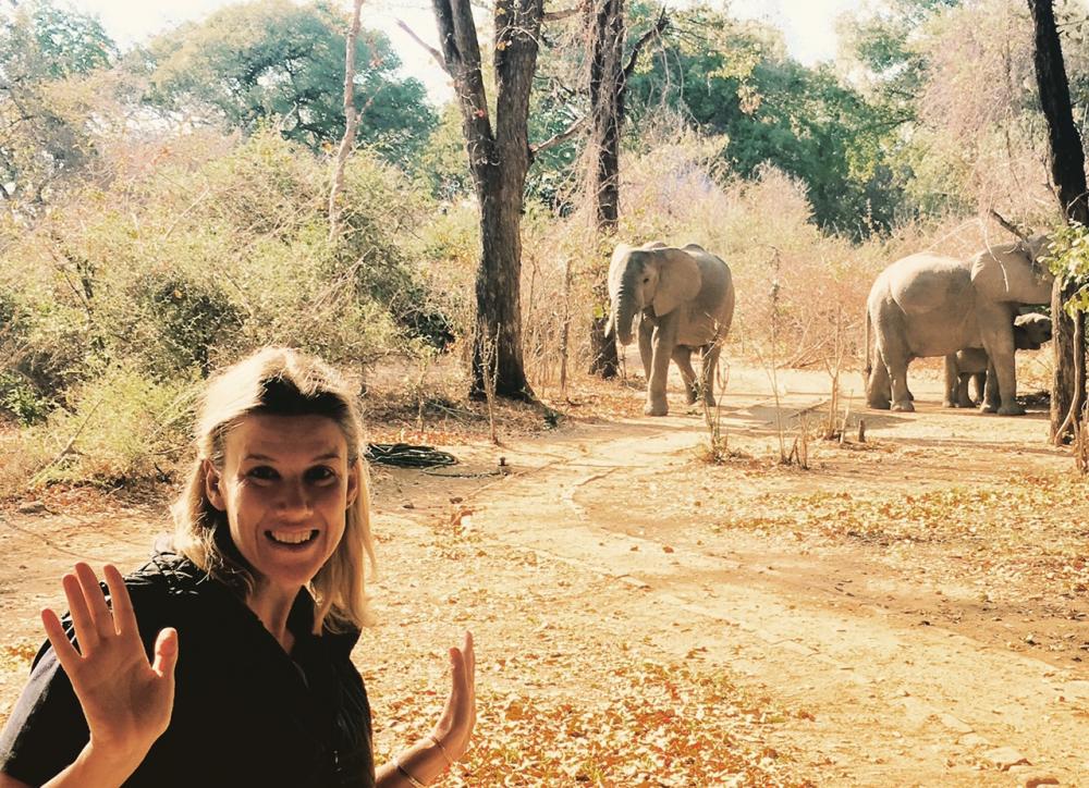 Elephants At The Office-Luxury Safaris
